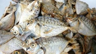 DRY FISH 1